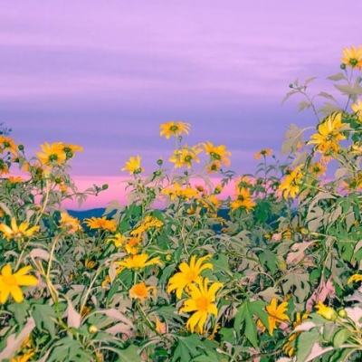 凤凰彩票56677官网入口查询截图